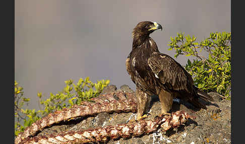 Savannenadler (Aquila rapax)