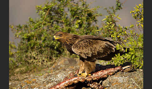 Savannenadler (Aquila rapax)