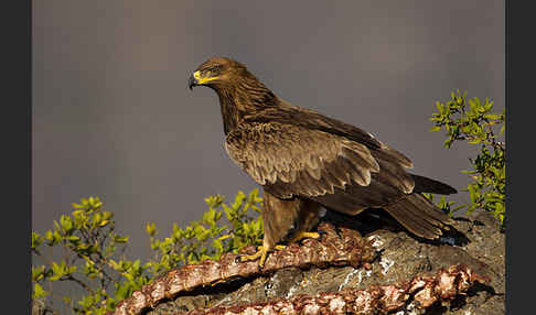 Savannenadler (Aquila rapax)