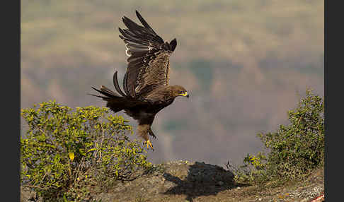 Savannenadler (Aquila rapax)