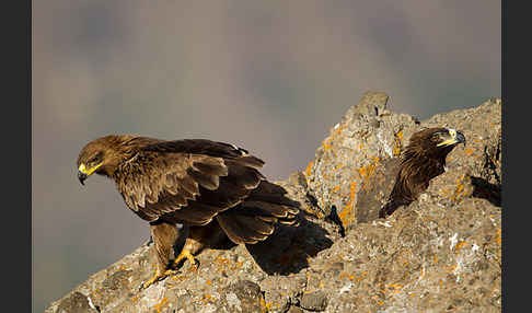 Savannenadler (Aquila rapax)