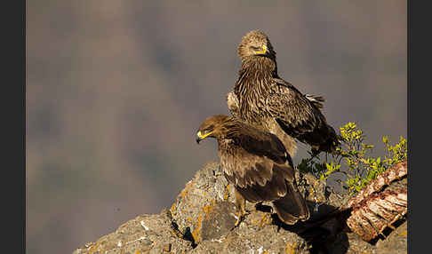 Savannenadler (Aquila rapax)