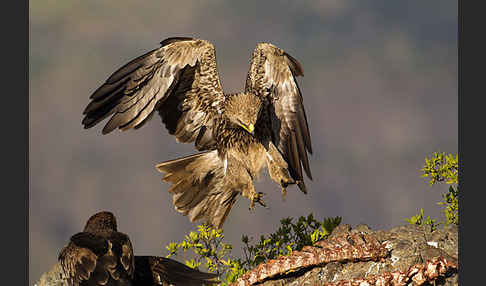 Savannenadler (Aquila rapax)