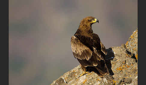 Savannenadler (Aquila rapax)