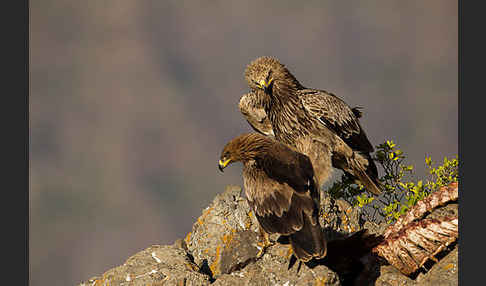 Savannenadler (Aquila rapax)