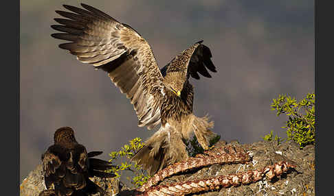 Savannenadler (Aquila rapax)