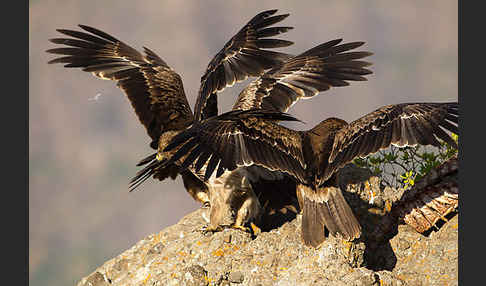 Savannenadler (Aquila rapax)