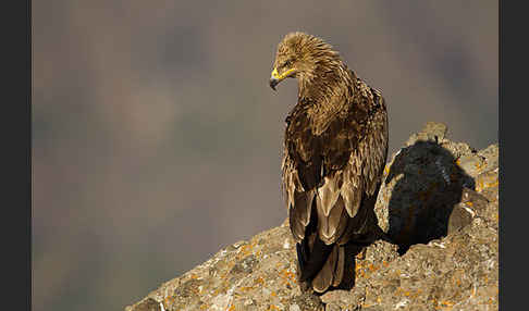 Savannenadler (Aquila rapax)