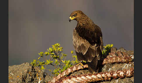 Savannenadler (Aquila rapax)