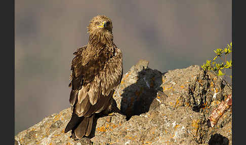 Savannenadler (Aquila rapax)