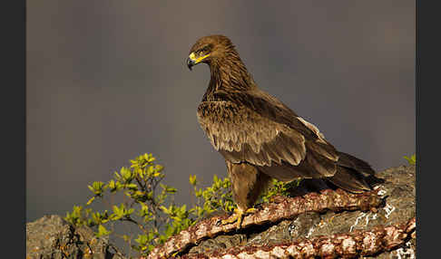 Savannenadler (Aquila rapax)