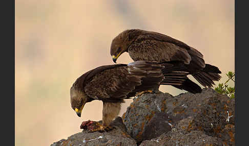 Savannenadler (Aquila rapax)