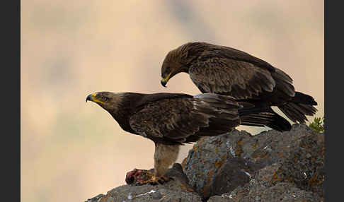 Savannenadler (Aquila rapax)