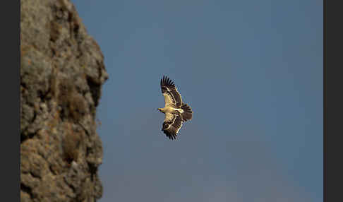 Savannenadler (Aquila rapax)