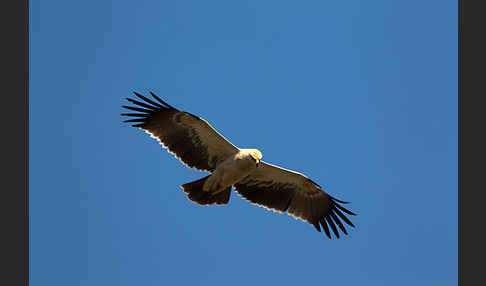 Savannenadler (Aquila rapax)