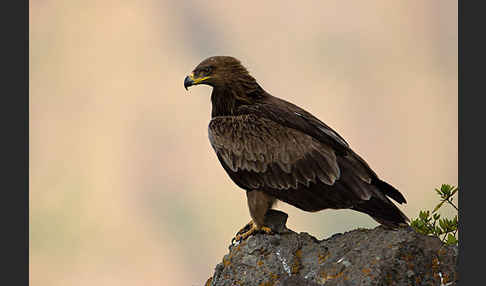 Savannenadler (Aquila rapax)