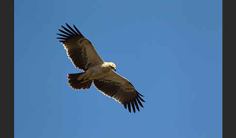 Savannenadler (Aquila rapax)