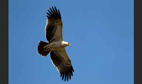 Savannenadler (Aquila rapax)