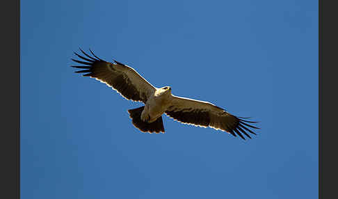 Savannenadler (Aquila rapax)