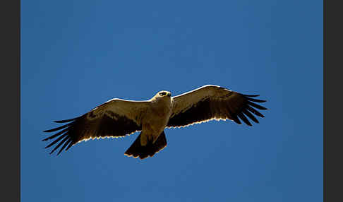 Savannenadler (Aquila rapax)