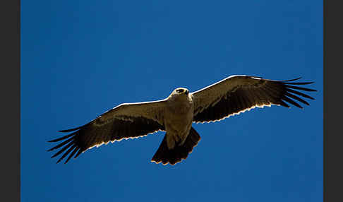 Savannenadler (Aquila rapax)