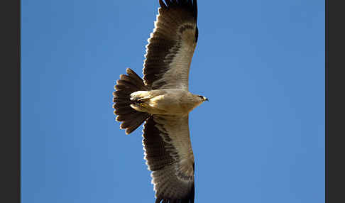 Savannenadler (Aquila rapax)