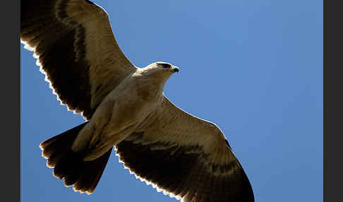 Savannenadler (Aquila rapax)