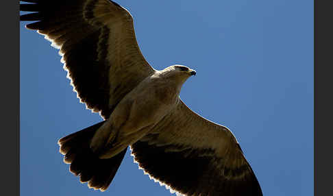 Savannenadler (Aquila rapax)