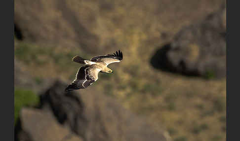 Savannenadler (Aquila rapax)