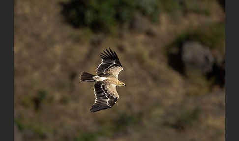 Savannenadler (Aquila rapax)