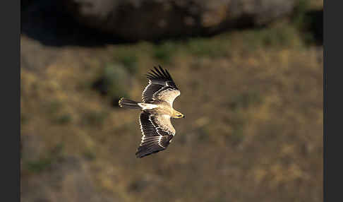 Savannenadler (Aquila rapax)