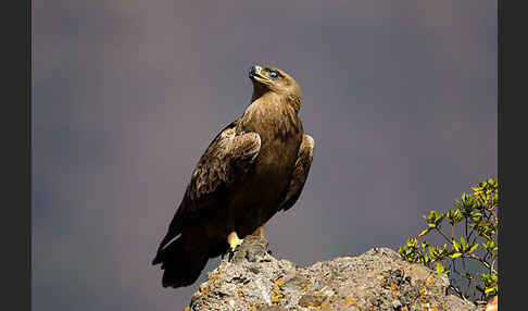 Savannenadler (Aquila rapax)