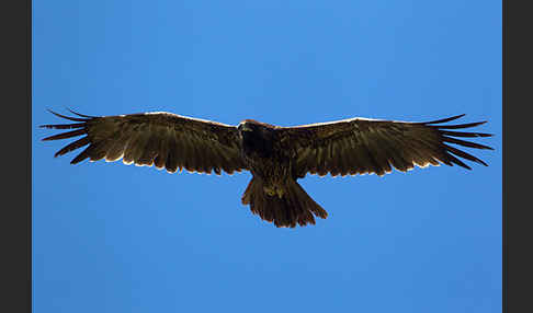 Savannenadler (Aquila rapax)