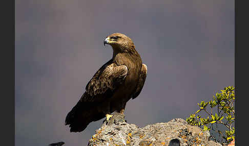 Savannenadler (Aquila rapax)