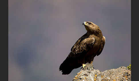 Savannenadler (Aquila rapax)