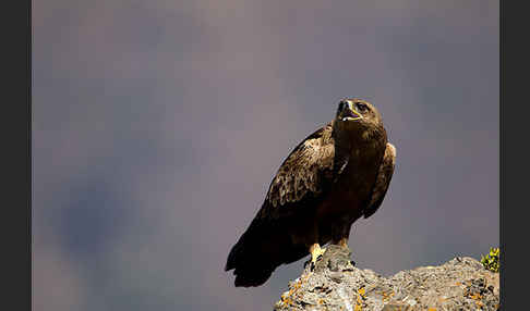 Savannenadler (Aquila rapax)