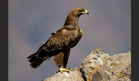 Savannenadler (Aquila rapax)