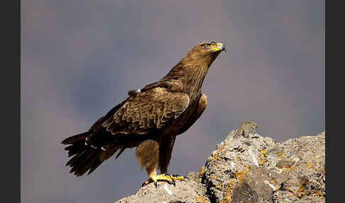 Savannenadler (Aquila rapax)