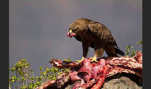 Savannenadler (Aquila rapax)