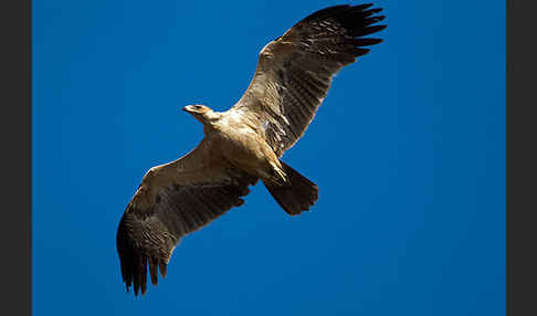 Savannenadler (Aquila rapax)