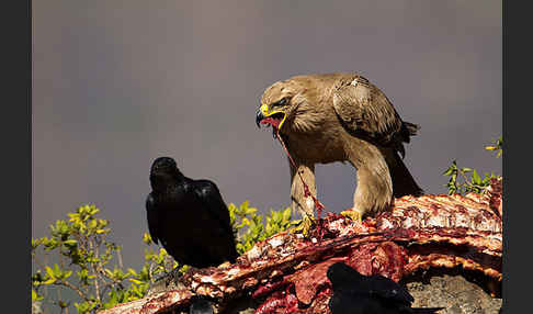 Borstenrabe (Corvus rhipidurus)