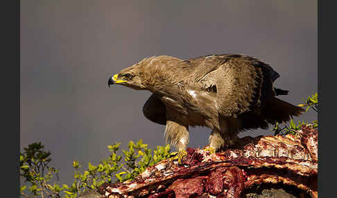 Savannenadler (Aquila rapax)