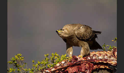 Savannenadler (Aquila rapax)