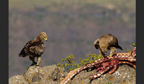 Savannenadler (Aquila rapax)