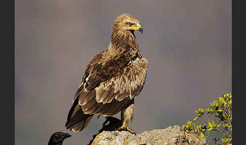 Savannenadler (Aquila rapax)