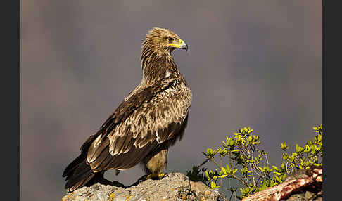 Savannenadler (Aquila rapax)