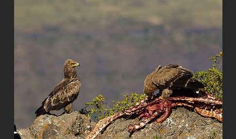 Savannenadler (Aquila rapax)