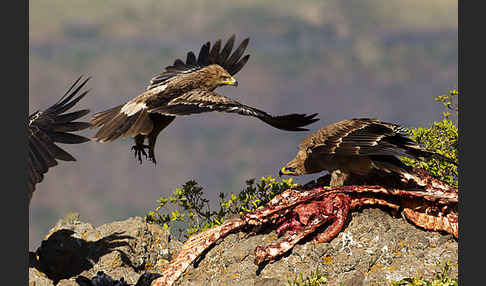 Savannenadler (Aquila rapax)