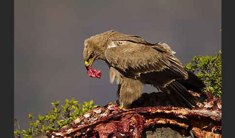 Savannenadler (Aquila rapax)