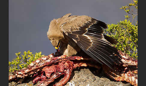 Savannenadler (Aquila rapax)